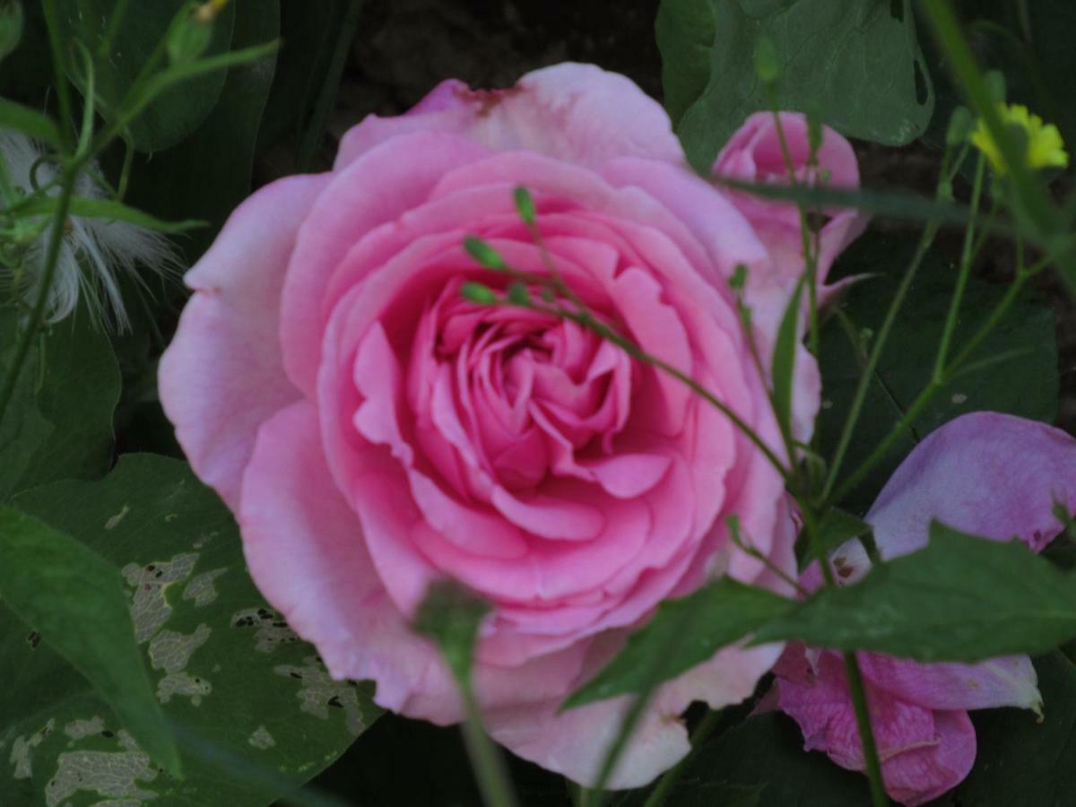 The Old Vicarage Hotel & Restaurant Bridgwater Dış mekan fotoğraf Rosa 'Mary Rose'