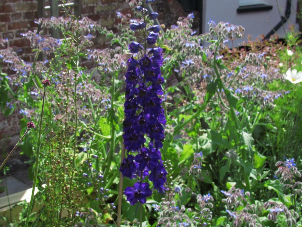 The Old Vicarage Hotel & Restaurant Bridgwater Dış mekan fotoğraf Delphinium 'Blue King'